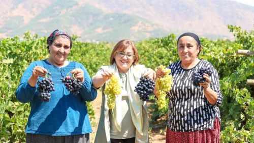 Gaziantep'te Fatma Şahin, üzüm hasadına katıldı