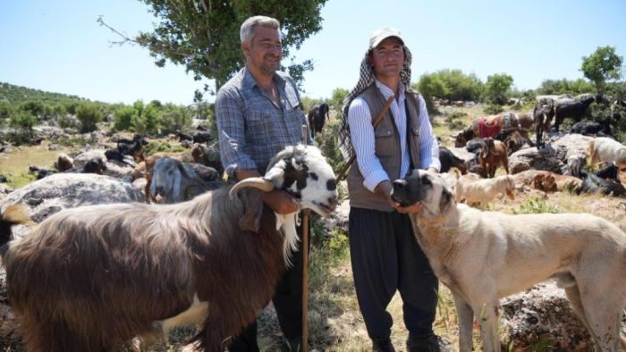 Şahinbey Belediyesi köpeklere sahip çıkıyor