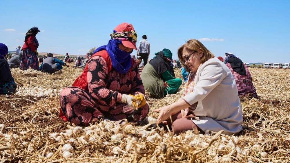 Büyükşehir ile çiftçinin yüzü gülüyor tarıma destek artarak sürüyor