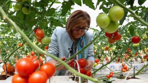Gaziantep Büyükşehir çöp depolama sahasında organik üretimle yılda 28 ton hasat yapıyor