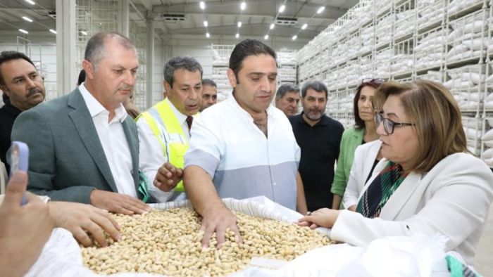 Gaziantep Büyükşehir boz kavlak fıstığın alımına başladı