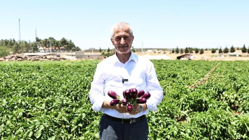 Başkan Tahmazoğlu, tarlada patlıcan ve biber hasadına katıldı