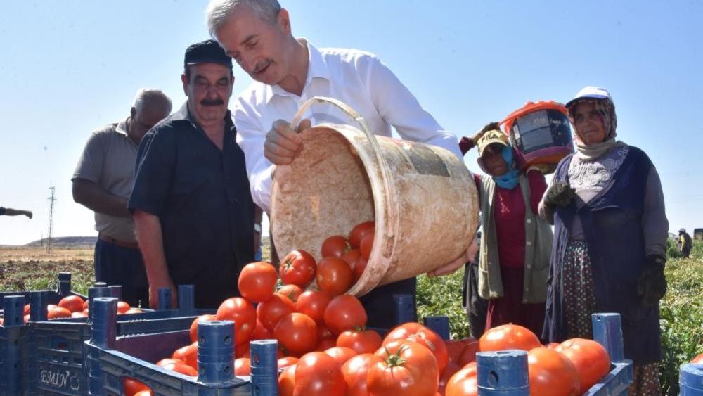 Tahmazoğlu çiftçilerle tarlada domates, topladı