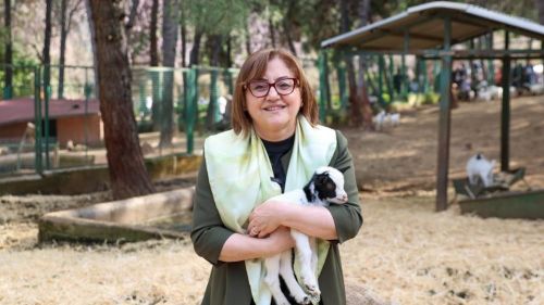 Zürafanın yavrusu yetim doğdu